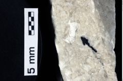 Foto (Detailansicht) von Decapoda indet. (NHMW-GEO-1990-0041-0241)